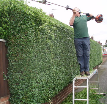 Hedge Maintenance, Trimming and Cutting
